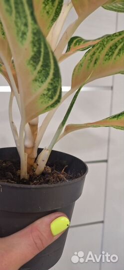 Аглаонема Пинк Панама