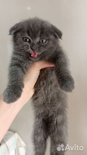 Шотландская вислоухая голубая