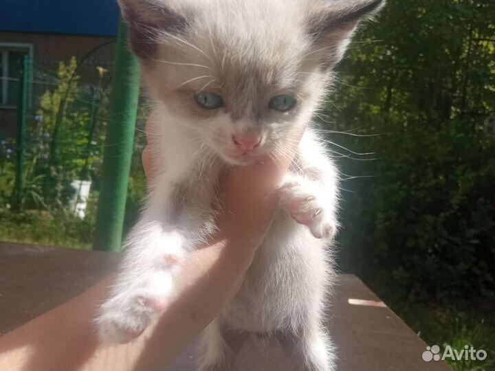 Котята в добрые руки бесплатно