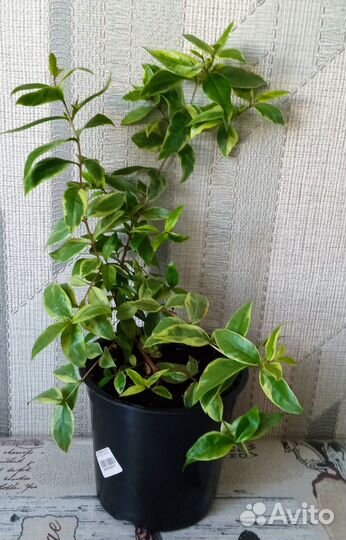 Мирт пестролистный