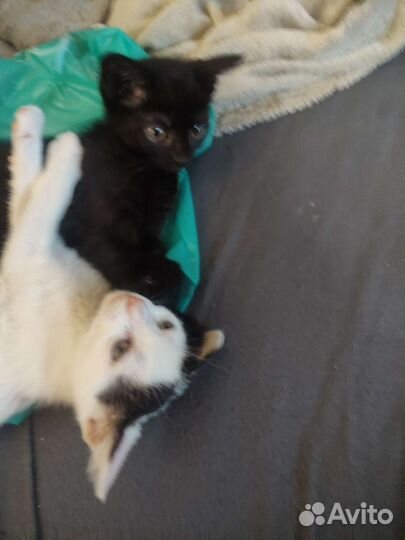 Кошки бесплатно