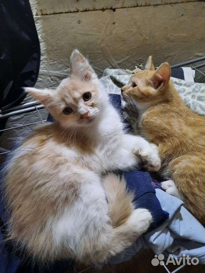 Котята в добрые руки