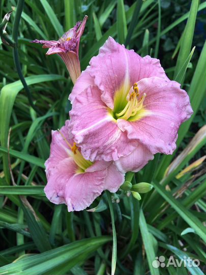 Распродажа кустов лилейников