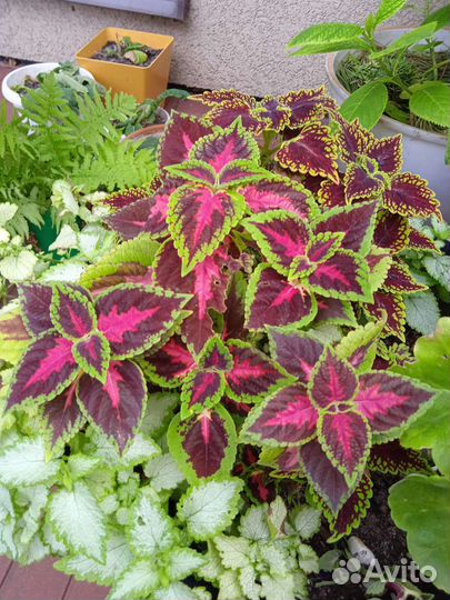 Колеус -двух и трёх цветные