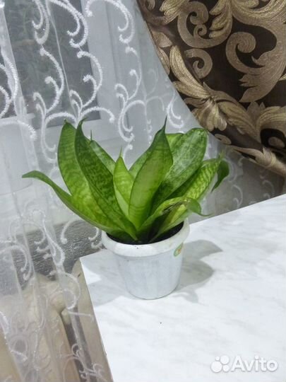 Продам цветы