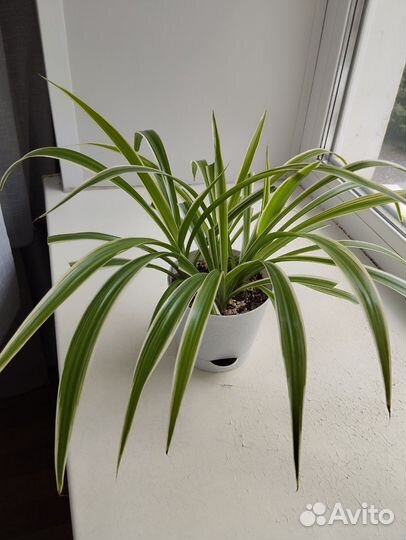 Хлорофитум