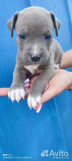 Стаффордширский терьер щенки