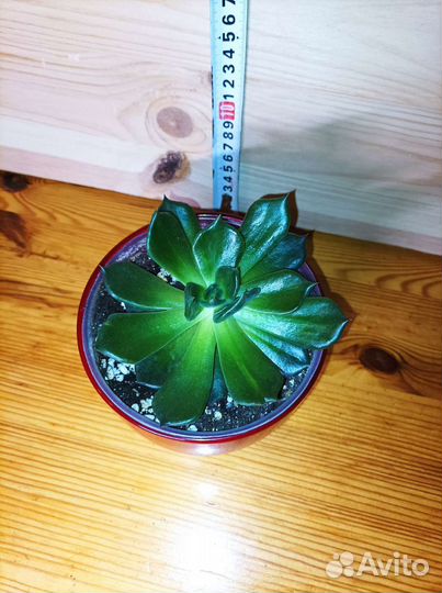 Эхеверия черный принц Black Prince