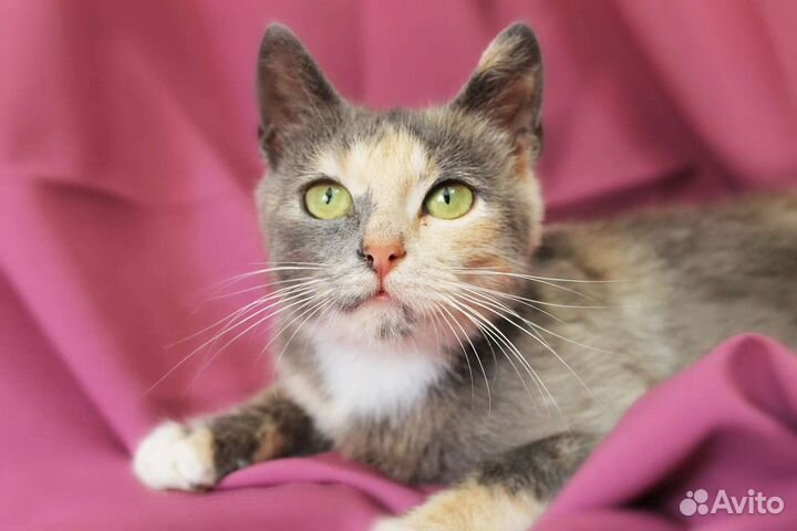 Пёстрая кошечка