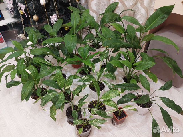 Спатифиллум