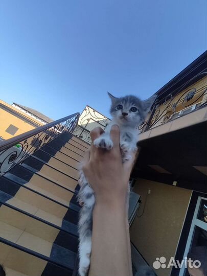 Котенок