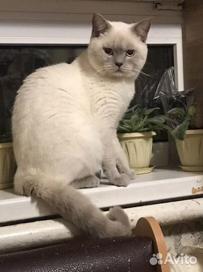 Шотландский кот вязка