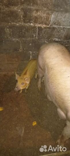 Поросята