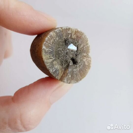 Окаменелости