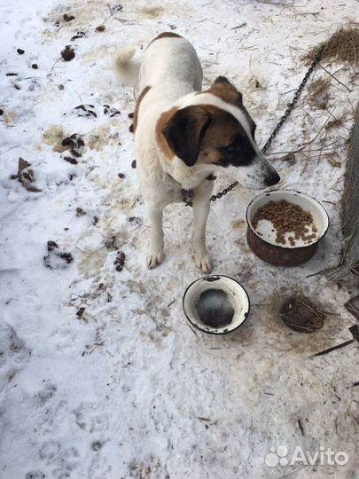 Собака охранная