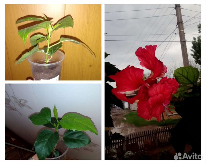 Сортовые комнатные гибискусы