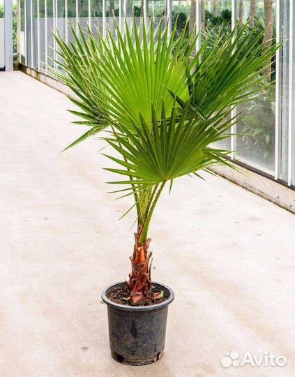 Пальма Вашингтония-росток