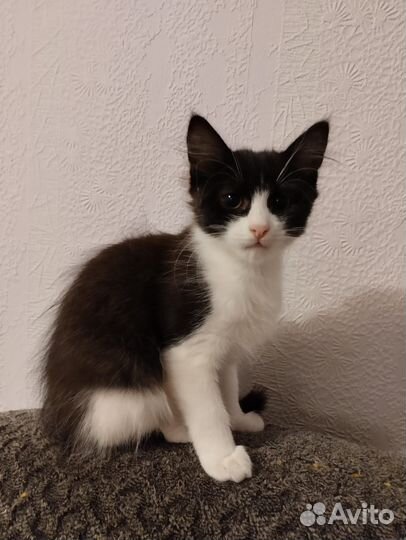 Котята в добрые руки приучены к лотку