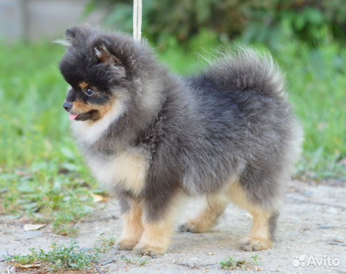 Девчонки и мальчишки шпица