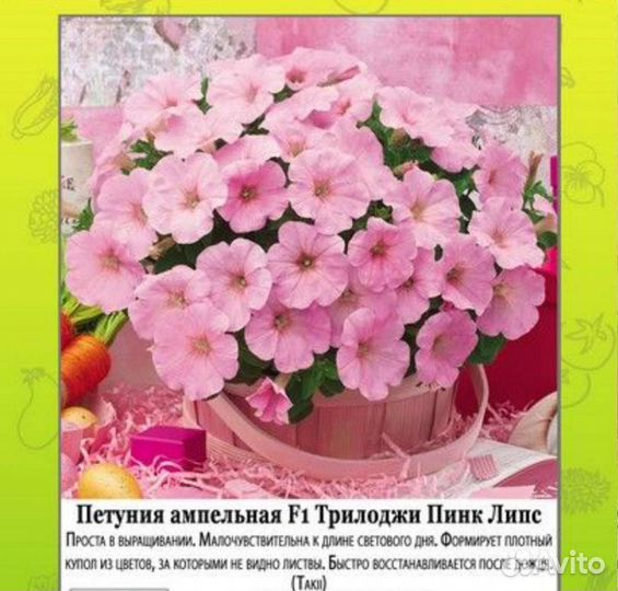 Петуния трилоджи