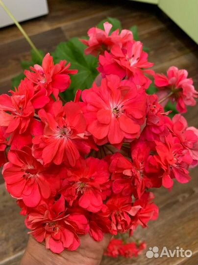 Пеларгония