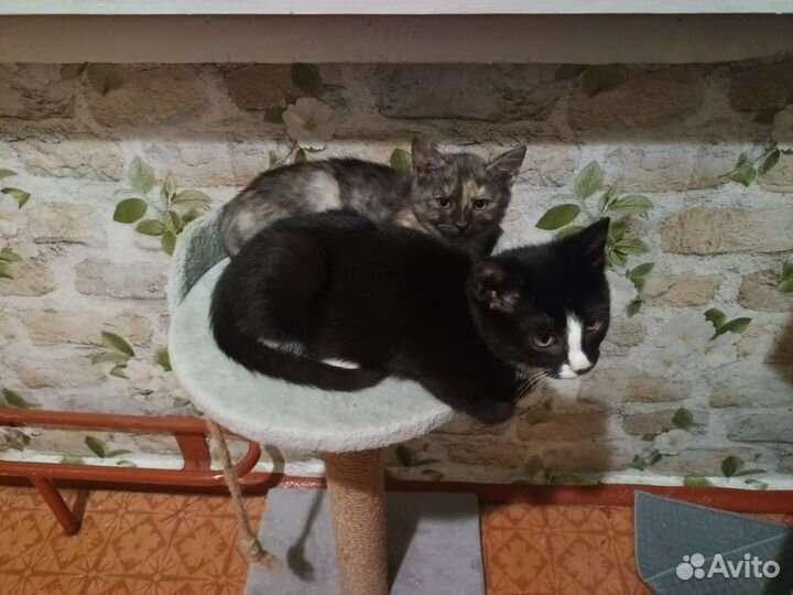 Ласковый котенок мальчик в дар