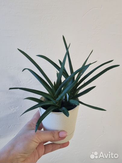 Разновидность Алое