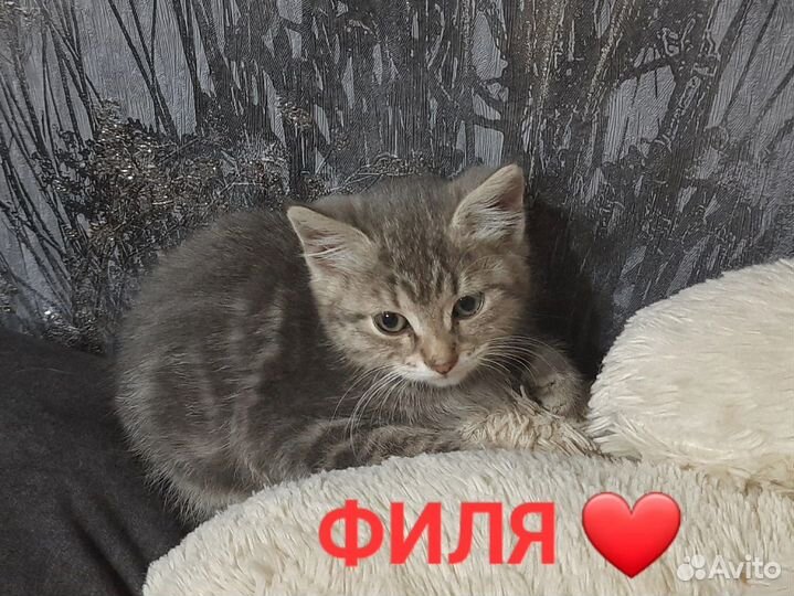 Котята в самые добрые руки