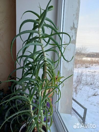 Продаю алоэ лекарственный и денежное дерево