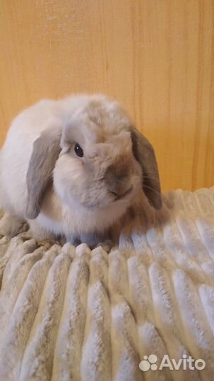 Карликовый минилоп