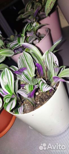 Традесканция розовая