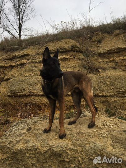 Малинуа Вязка