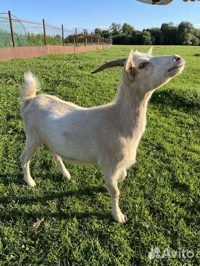 Козел на мясо