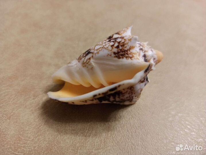 Морская раковина