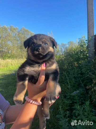 Отдам бесплатно щенки