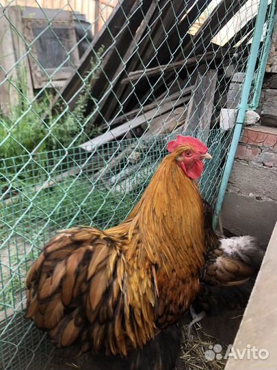 Цыплята Орпингтона золотоокаймленного