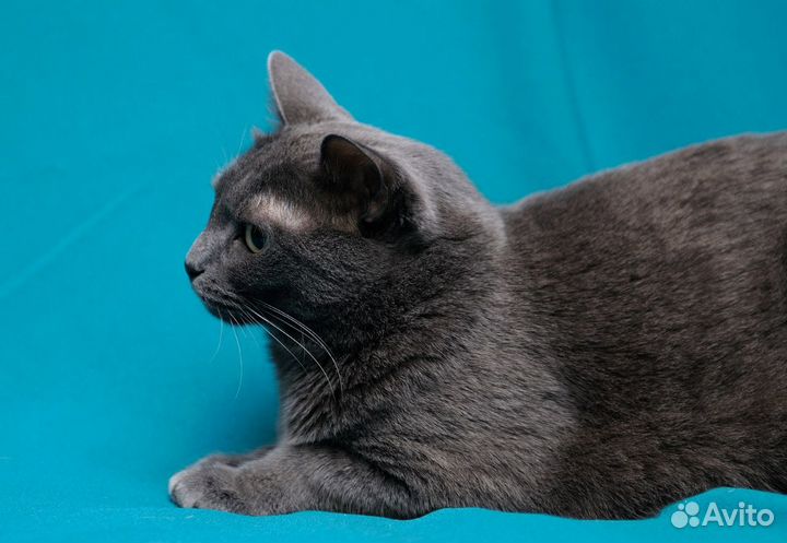 Стрижка кошек