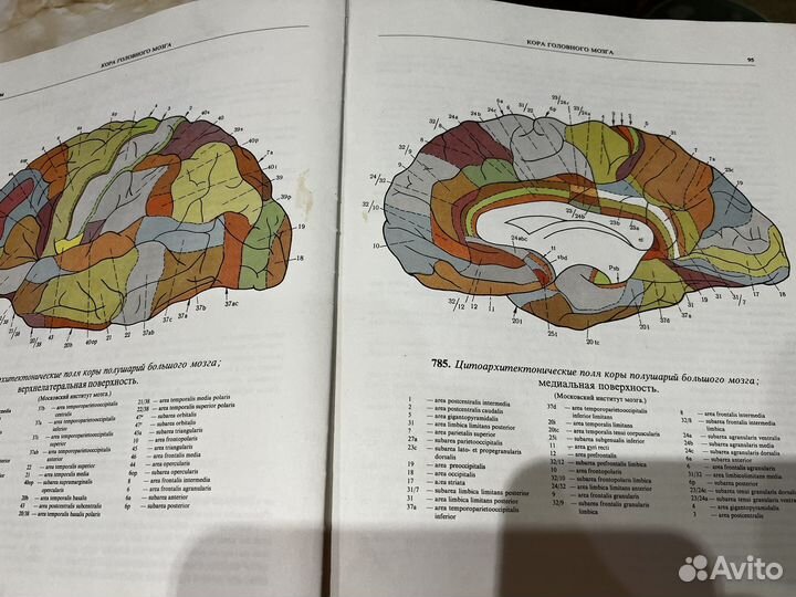 Атлас анатомии человека Синельников
