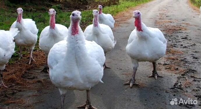 Индюшата Хайбрид Конвертер, Биг-6, Бронза-708