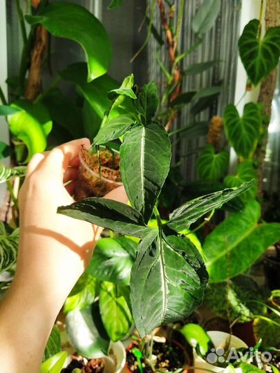 Комнатные растения