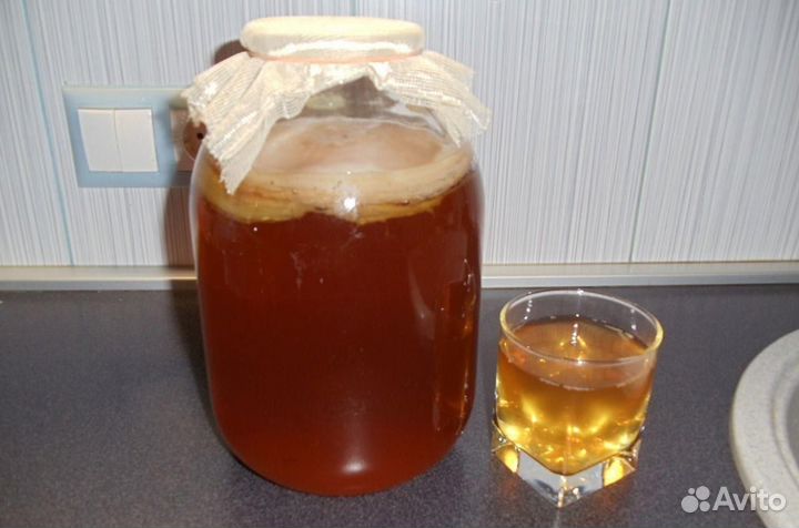 Чайный гриб