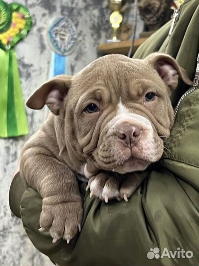 Американский булли покет