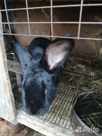 Кролики и кролятники для них