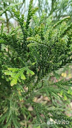 Декоративные кустарники