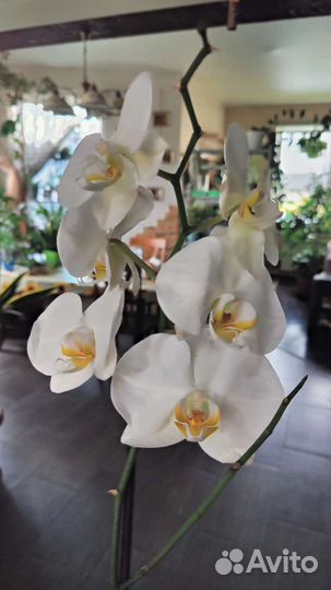 Орхидея фаленопсис