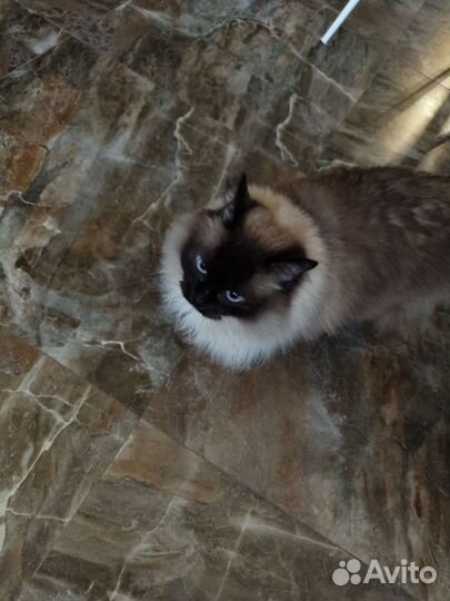 Красивая кошка с сиамским характером