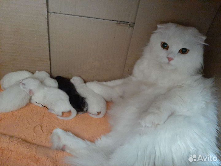 Продам шотландских котят