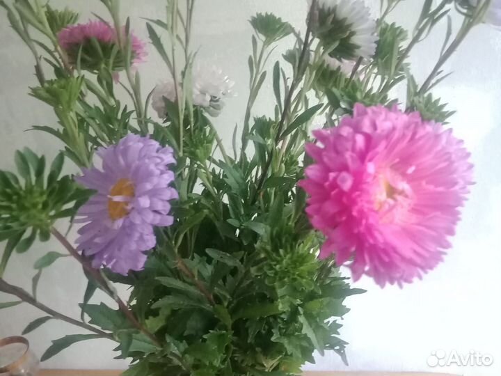 Астра на срез, букеты