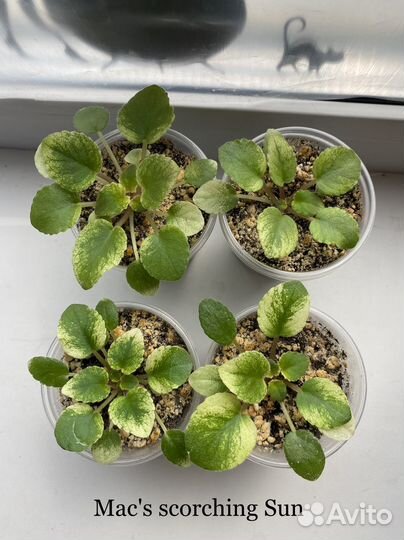 Фиалка, Каланхое Каландива