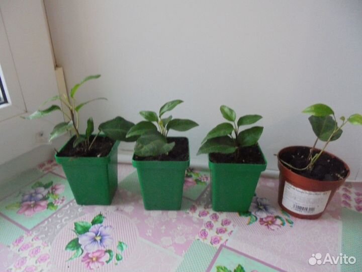 Хедера хеликс микс укоренившиеся отростки